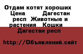 Отдам котят хороших › Цена ­ 50 - Дагестан респ. Животные и растения » Кошки   . Дагестан респ.